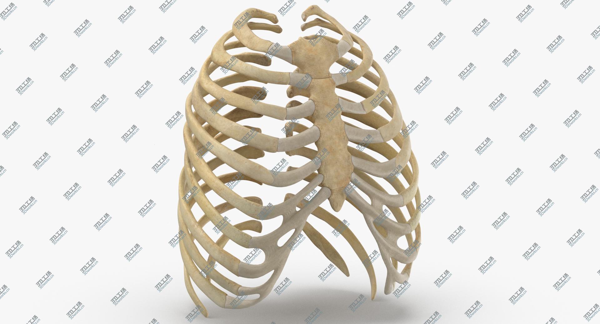 images/goods_img/202104021/3D Real Human Rib Thoracic Cage Anatomy 01/1.jpg